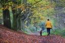 The colours of autumn at Mousehold Heath