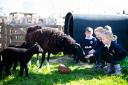 Norfolk schoolchildren will help look after farm animals as part of the Learn About Livestock project