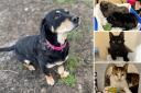 Could you give any of these Sussex RSPCA pets a home?