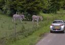 Google Streetview images from June 2016 appear to show the two donkeys grazing on the grassland.