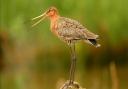 An adult black-tailed godwit. Picture: David Morris / RSPB