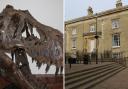 Stan is one of the stars of the show at Wisbech Museum – he's the life-size replica of a Tyrannosaurus Rex skull