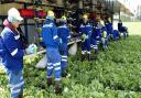 The government's seasonal workers pilot scheme has been extended to permit 30,000 migrant fruit, vegetable and salad pickers to work on UK farms in 2021