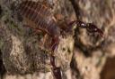 Large tree pseudoscorpion, dendrochernes cyrneus, at night, in an oak tree at Woodwalton Fen.