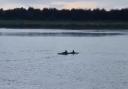 Charlie Racher spotted dolphins in the River Ouse last week