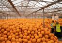 Pumpkins being sorted and stored at Oakley Farms near Wisbech, one of Europe's biggest suppliers