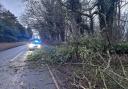 Police received more than 50 calls reporting fallen trees blocking roads across Cambridgeshire yesterday.