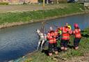 Magenta was rescued from the river by Cambridgeshire Fire and Rescue Service.