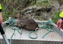 The deer was rescued from the River Nene.