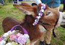 Look out for these super cute miniature donkeys at Wisbech Rose Fair 2024.