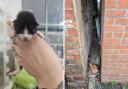 The kittens were left in a small gap between two houses on Chapel Road, Wisbech