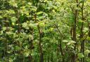 Are there cases of Japanese Knotweed near you?