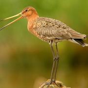 An adult black-tailed godwit. Picture: David Morris / RSPB