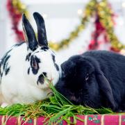 Make sure all your pets are happy bunnies this Christmas