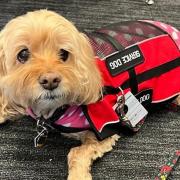 Hula the Cockerpoo (pictured) is back home in Chicago after successful heart surgery at Dick White Referrals in Cambridgeshire.