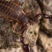 Large tree pseudoscorpion, dendrochernes cyrneus, at night, in an oak tree at Woodwalton Fen.