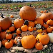 Milton Maize Maze on the outskirts of Cambridge, where you can go pumpkin picking this Halloween.