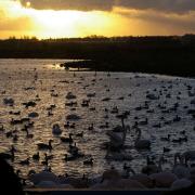 Visitors watching swans shortly after sunrise.