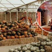 Visit TV and film sets, including from Stranger Things, at the Worzals Garden Centre indoor pumpkin patch.