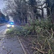 Police received more than 50 calls reporting fallen trees blocking roads across Cambridgeshire yesterday.