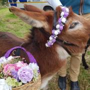 Look out for these super cute miniature donkeys at Wisbech Rose Fair 2024.