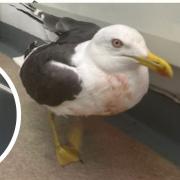 The gull is currently being cared for at a specialist RSPCA wildlife hospital in Norfolk.