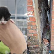 The kittens were left in a small gap between two houses on Chapel Road, Wisbech