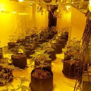 The cannabis factory was uncovered in Wisbech.