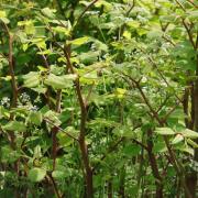 Are there cases of Japanese Knotweed near you?