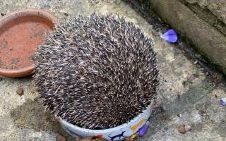 Melanie Geran came across the hungry hedgehog having a snooze in one of her feeding stations.