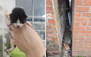 The kittens were left in a small gap between two houses on Chapel Road, Wisbech