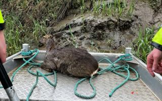 The deer was rescued from the River Nene.